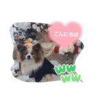 ぱぴぱぴパピヨン56（個別スタンプ：3）