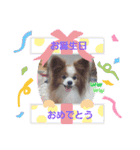 ぱぴぱぴパピヨン56（個別スタンプ：7）