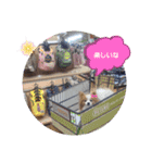 ぱぴぱぴパピヨン56（個別スタンプ：9）
