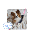 ぱぴぱぴパピヨン56（個別スタンプ：13）
