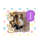 ぱぴぱぴパピヨン56（個別スタンプ：16）