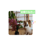 ぱぴぱぴパピヨン56（個別スタンプ：18）