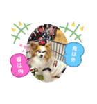 ぱぴぱぴパピヨン56（個別スタンプ：19）