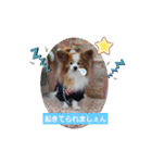 ぱぴぱぴパピヨン56（個別スタンプ：21）