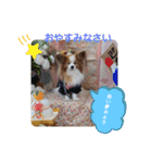 ぱぴぱぴパピヨン56（個別スタンプ：22）