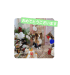 ぱぴぱぴパピヨン56（個別スタンプ：24）