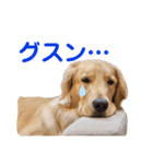 Roiスタンプ2【ゴールデンレトリバー】（個別スタンプ：9）