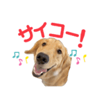Roiスタンプ2【ゴールデンレトリバー】（個別スタンプ：12）