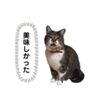 ウチの猫、田吾作さん。（個別スタンプ：13）