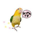 シロハラインコのピーチュ（個別スタンプ：15）