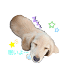 愛犬シュシュ2♂（個別スタンプ：2）