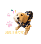 愛犬シュシュ2♂（個別スタンプ：3）