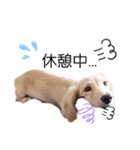 愛犬シュシュ2♂（個別スタンプ：4）