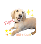 愛犬シュシュ2♂（個別スタンプ：5）