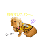 愛犬シュシュ2♂（個別スタンプ：6）
