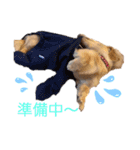 愛犬シュシュ2♂（個別スタンプ：7）
