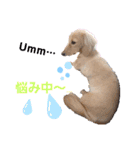 愛犬シュシュ2♂（個別スタンプ：8）