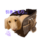愛犬シュシュ2♂（個別スタンプ：9）