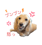 愛犬シュシュ2♂（個別スタンプ：10）