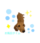 愛犬シュシュ2♂（個別スタンプ：11）