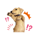 愛犬シュシュ2♂（個別スタンプ：13）