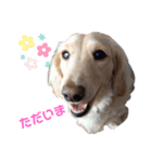 愛犬シュシュ2♂（個別スタンプ：14）