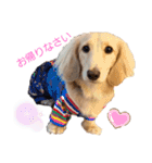 愛犬シュシュ2♂（個別スタンプ：15）