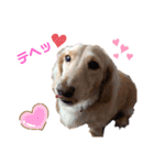 愛犬シュシュ2♂（個別スタンプ：16）