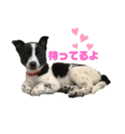 元保護犬ちーちゃんスタンプ（個別スタンプ：2）