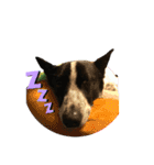 元保護犬ちーちゃんスタンプ（個別スタンプ：4）