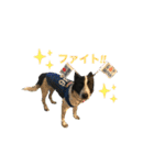 元保護犬ちーちゃんスタンプ（個別スタンプ：5）