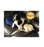 元保護犬ちーちゃんスタンプ（個別スタンプ：6）
