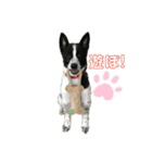 元保護犬ちーちゃんスタンプ（個別スタンプ：8）