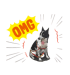 元保護犬ちーちゃんスタンプ（個別スタンプ：9）