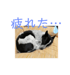 元保護犬ちーちゃんスタンプ（個別スタンプ：10）