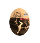 元保護犬ちーちゃんスタンプ（個別スタンプ：11）