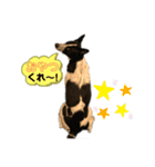 元保護犬ちーちゃんスタンプ（個別スタンプ：12）