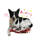 元保護犬ちーちゃんスタンプ（個別スタンプ：13）
