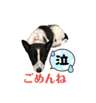 元保護犬ちーちゃんスタンプ（個別スタンプ：14）