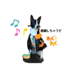 元保護犬ちーちゃんスタンプ（個別スタンプ：16）