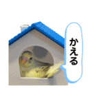 可愛いインコのぴろちゃん（個別スタンプ：10）