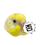 可愛いインコのぴろちゃん（個別スタンプ：17）