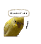 可愛いインコのぴろちゃん（個別スタンプ：21）