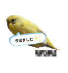 可愛いインコのぴろちゃん（個別スタンプ：23）