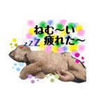 ちょこ太。時々リリ、時々マリー（個別スタンプ：5）