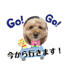 ちょこ太。時々リリ、時々マリー（個別スタンプ：6）