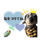 ちょこ太。時々リリ、時々マリー（個別スタンプ：8）