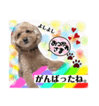 ちょこ太。時々リリ、時々マリー（個別スタンプ：15）