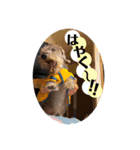 ちょこ太。時々リリ、時々マリー（個別スタンプ：16）