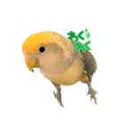 インコのグーちゃん♡（個別スタンプ：1）